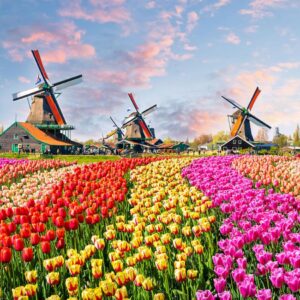 Journée KEUKENHOF
