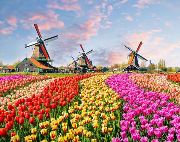 Journée KEUKENHOF